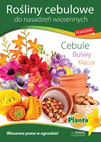 Rośliny cebulowe do nasadzeń wiosennych