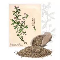  Koniczyna perska (Triforium resupinatum L.) - Planta