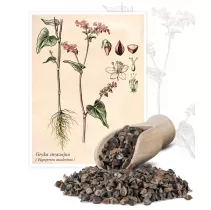  Gryka zwyczajna (Fagopyrum esculentum) - Planta