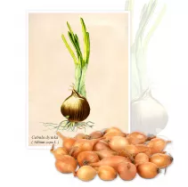  Cebula dymka (Alium cepa L.) - Planta