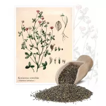  Koniczyna szwedzka (Triforium hybridum) - Planta