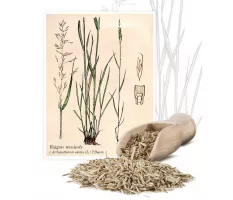 Rajgras wyniosły (Arrhenatherum elatius (L.)P.BEAUV.) - Planta