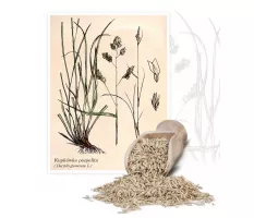 Kupkówka pospolita (Dactylis glomerata) - Planta