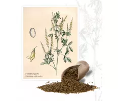 Nostrzyk żółty (Melilotus officinalis L.) - Planta