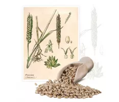 Pszenica (Triticum L.) - Planta