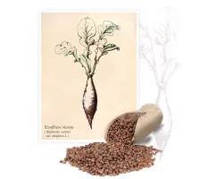 Rzodkiew oleista (Raphanus sativus var. oleiferus L.) - Planta