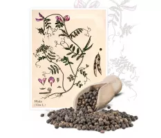 Wyka (Vicia L.) - Planta