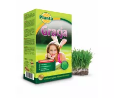 Trawa Gracja - Planta