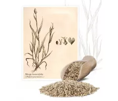 Mozga kanaryjska (Phalaris canariensis) - Planta