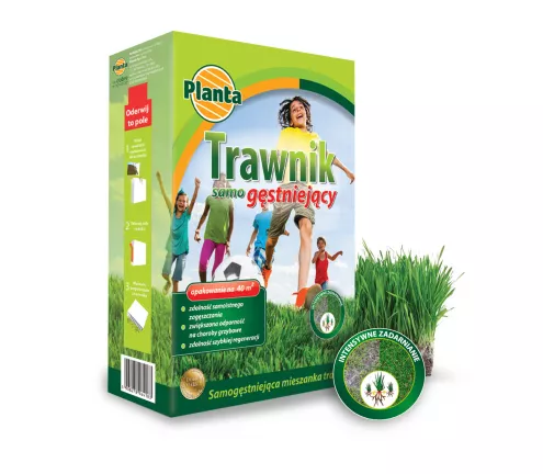 Trawa Trawnik samo gęstniejący - Planta
