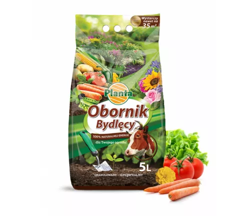 Obornik bydlęcy - Planta