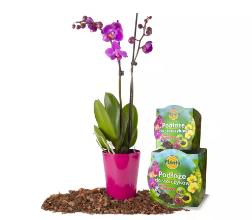 Podłoże do storczyka - zestaw z doniczką - Planta