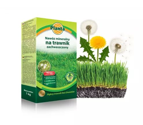 Nawóz mineralny na trawnik zachwaszczony - Planta