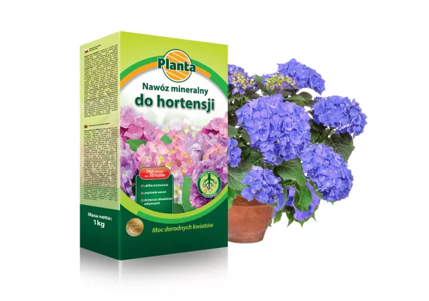 Nawóz mineralny do hortensji - Planta