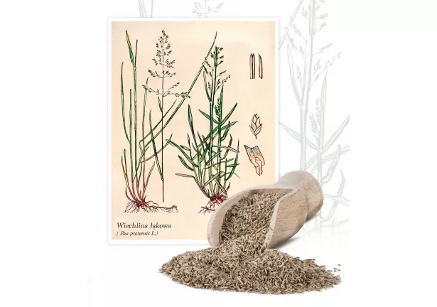Wiechlina łąkowa - Planta