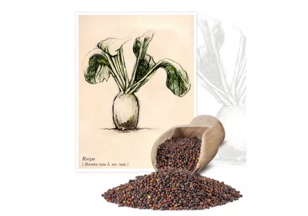Rzepa (Brassica rapa L. var. rapa) - Planta