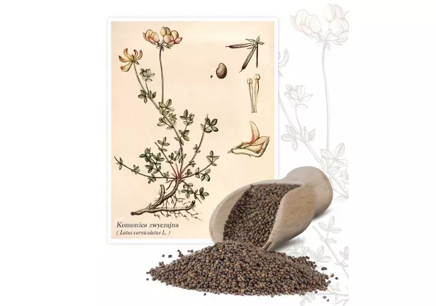 Komonica zwyczajna (Lotus corniculatus) - Planta