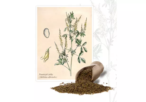 Nostrzyk żółty (Melilotus officinalis L.) - Planta