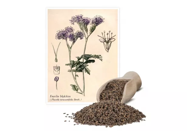 Facelia błękitna (Phacelia tanacetifolia) - Planta