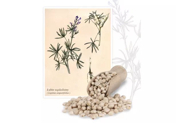 Łubin wąskolistny (Lupinus angustifolius) - Planta