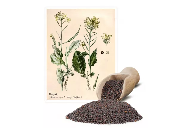 Rzepik (Brassica rapa L. subsp. Oleifera) - Planta