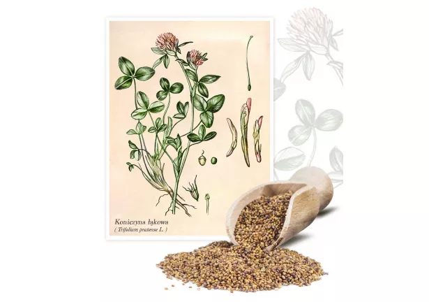 Koniczyna łąkowa (Triforium pratense L.) - Planta