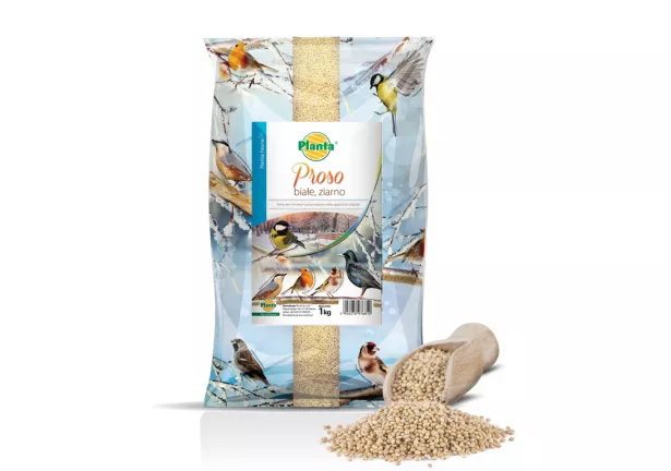 Proso białe, ziarno - Planta