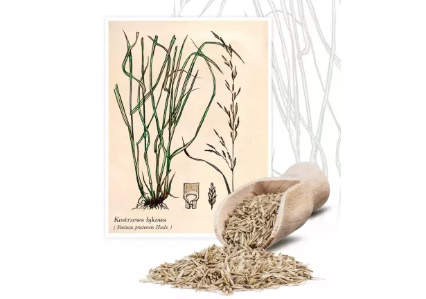 Kostrzewa łąkowa (Festuca pratensis Huds.) - Planta