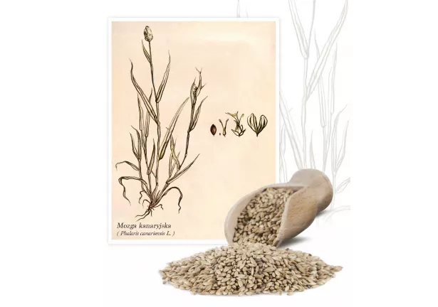 Mozga kanaryjska (Phalaris canariensis) - Planta