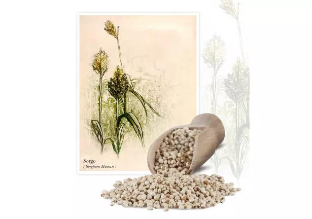 Sorgo (Sorghum moench) - Planta