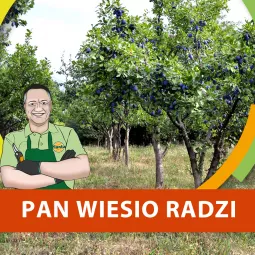 Jak i kiedy przycinać śliwę?