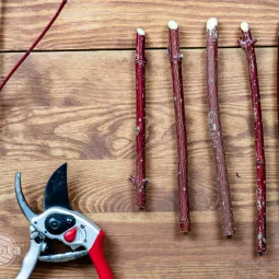 Rozmnażanie roślin przez sztobry