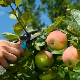 Usuwanie „wilków” na drzewach owocowych