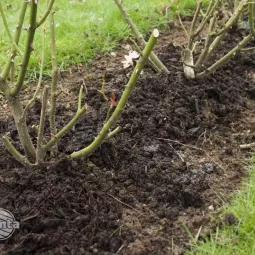 Kopczykowanie roślin