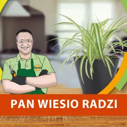 Jak rozmnażać i pielęgnować zielistkę