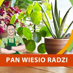 Rośliny szkodliwe i przyjazne psom i kotom