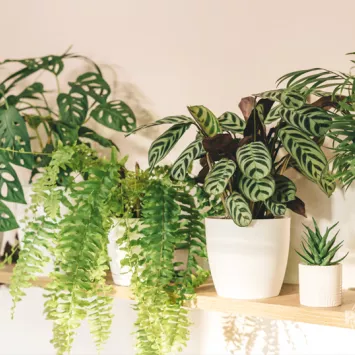 Nawóz jesienno-zimowy – zalety stosowania