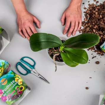 Jak przesadzić storczyka?