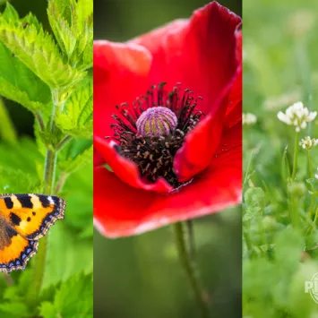 Jaką mam glebę – rośliny wskaźnikowe