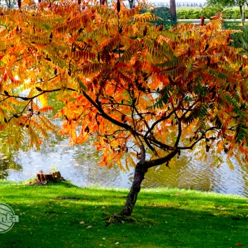 Sumak octowiec nie dla każdego