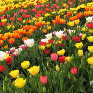 Jak sadzić rośliny cebulowe kwitnące wiosną