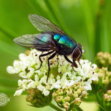 Domowe szkodniki latające