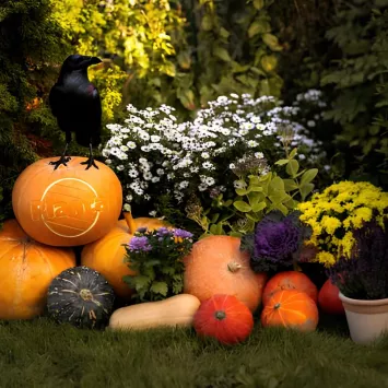 Jak wyhodować  dynie na Halloween