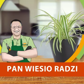 Jak rozmnażać i pielęgnować zielistkę