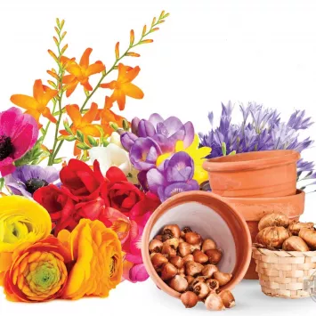 Terminy sadzenia roślin cebulowych kwitnących latem