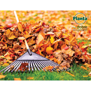 Zakładamy trawnik jesienią