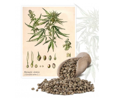 Konopie siewne (Cannabis Sativa L.) - Planta