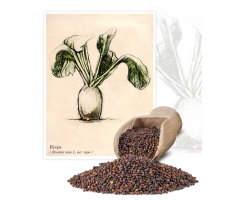 Rzepa (Brassica rapa L. var. rapa) - Planta