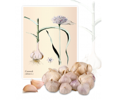 Czosnek (Allium L.) - Planta