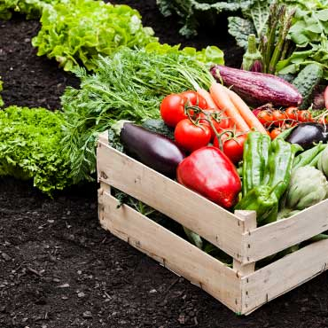 Owoce i warzywa z własnego ogrodu